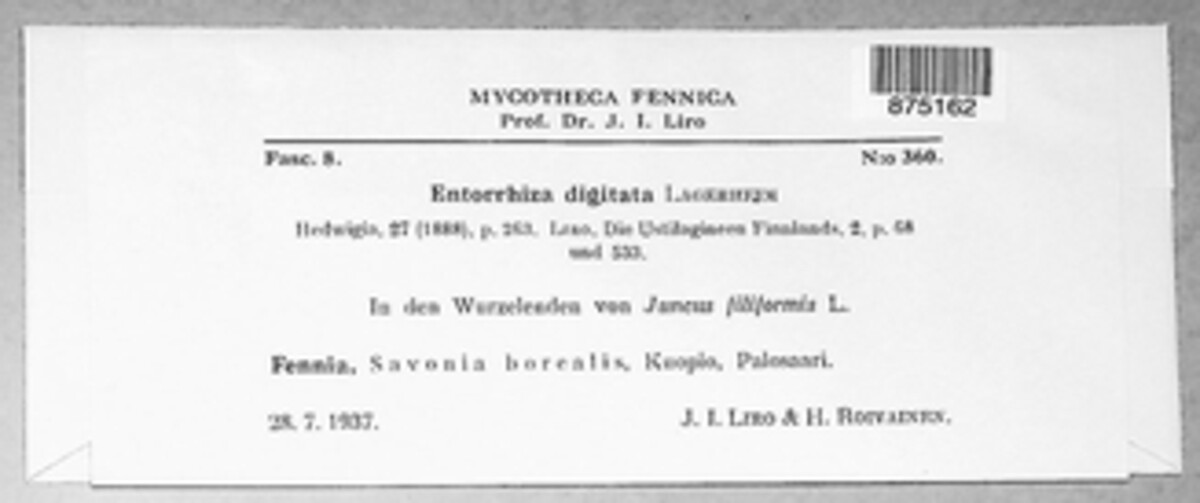 Juncorrhiza casparyana image